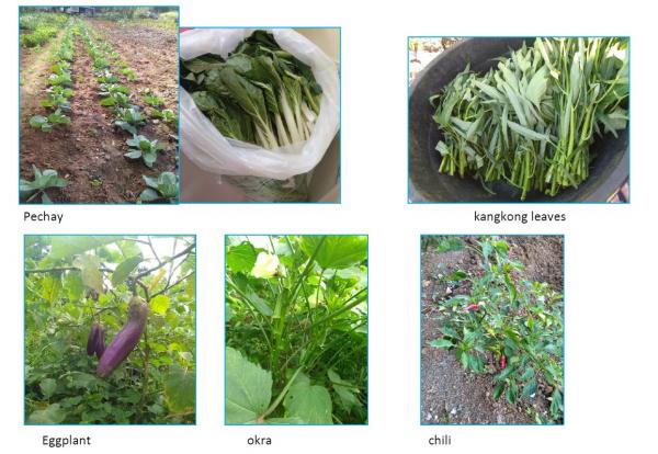 farm 1